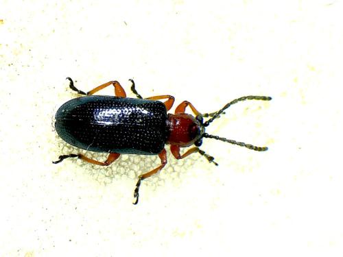 Réf. 338 038 : Oulema sp.